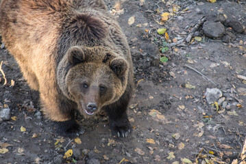 The Eurasian brown bear (Ursus arctos arctos), close-up portrait of a brown bear, animal face...