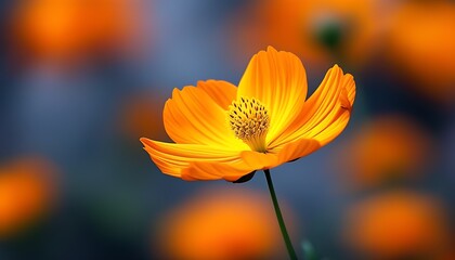 A bright orange flower is set against the fuzzy background, with delicate and full petals, and the yellow stamen in the center is particularly distinctive.