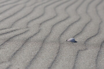 seashells on coastal sand. sand ripples