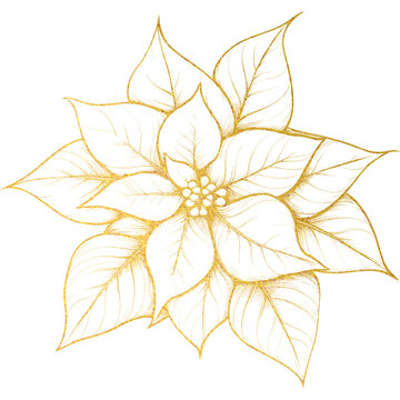 Gold Poinsettia Flower Illustrations, Elegant Christmas Floral Design