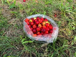 Cherry thai & Barbados