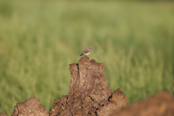 northern wheatear or wheatear (Oenanthe oenanthe) stands on top of an earthen mound in the soft morning light against a blurred green field