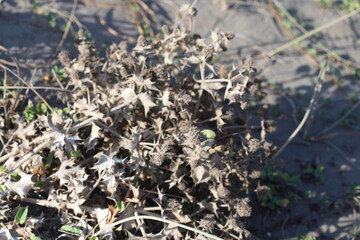 Dry  Eryngium maritimum (see holly)