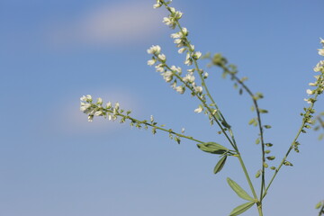 flowers and seeds of melilotus albus medik