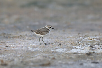 An adult male and chicks of the Kentish plover (Anarhynchus alexandrinus) are photographed close-up...