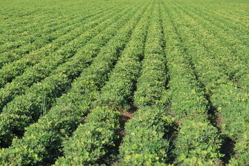 peanut field in cukurova plane of Turkey