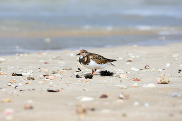 Close up photo of a ruddy turnstone (Arenaria interpres) in winter plumage walking along the sand on a bay shore looking for food