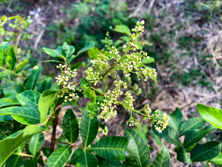 Mango bouquet garden