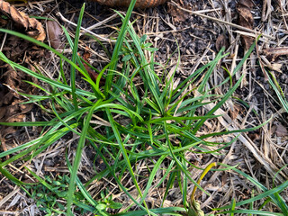 Grass field