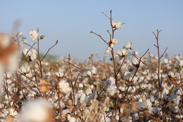 cotton field ready for harvest in summer