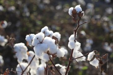 closeup of cotton bolls ready for harvest