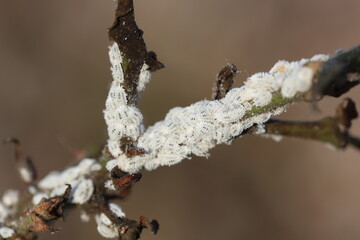cotton plant infested by mealybugs 