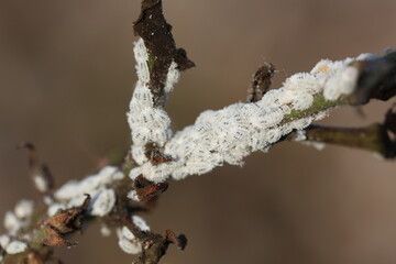 cotton plant infested by mealybugs 