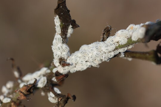 cotton plant infested by mealybugs 