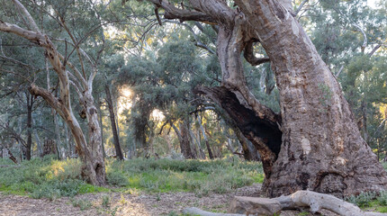 River gum trees at a river bed, outback Australia, South Australia 