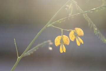 Sesbania sesban, the Egyptian riverhemp is a species of plant in the legume family