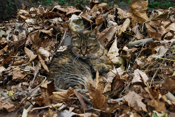 A cat on a pile of leaves.
Excellent camouflage of a cat on autumn leaves.
