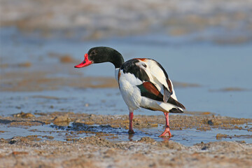 Male and female common shelduck (Tadorna tadorna) extra close-up shot on the shore of the estuary