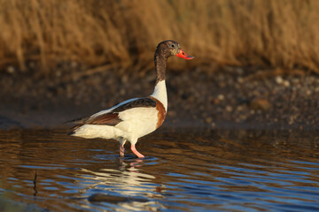 A young common shelduck (Tadorna tadorna) feeds on the shore of a small lake in the morning sun. Close-up photo