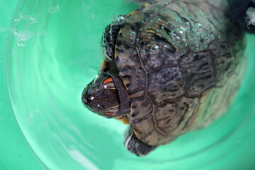 People care for and play with a pet red-eared turtle.