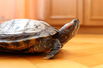 People care for and play with a pet red-eared turtle.