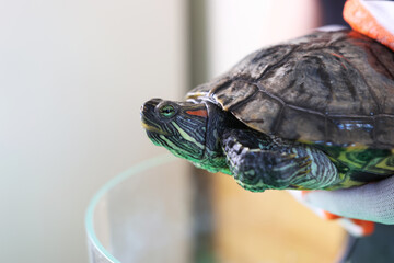 People care for and play with a pet red-eared turtle.