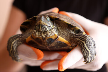 Obraz premium People care for and play with a pet red-eared turtle.