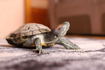 People care for and play with a pet red-eared turtle.