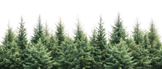 PNG Real spruce forest nature trees vegetation.
