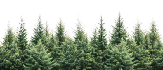 PNG Real spruce forest nature trees vegetation.