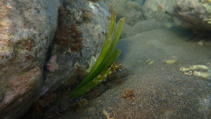 Neptune grass or Mediterranean tapeweed (Posidonia oceanica) undersea, Aegean Sea, Greece, Santorini island, Vlychada beach