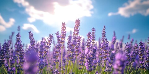 Fototapeta premium A vibrant field of lavender under a sunny sky, showcasing nature's beauty and tranquility.