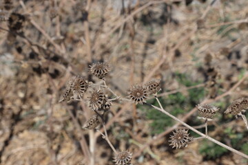seed pods of Abutilon theophrasti, also known as Velvet Plant