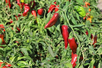 red hot chili peppers ready for harvest