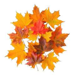 Obraz premium autumn leaves on transparent background png 