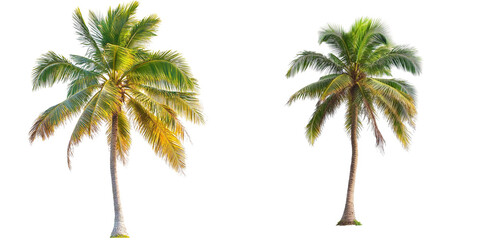 Obraz premium set of A Beautiful coconut tree isolated on a transparent background