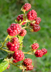 Wet ripening blackberries on the plant