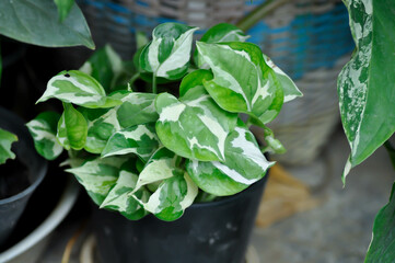 Epipremnum aureum  or Epipremnum aureum Linden and Andre G S Bunting, ARACEAE or bicolor plant