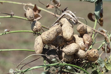 Peanuts await harvesting in a field. Unearthed peanut plants in the field