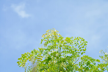 Albizia procera or Albizia procera Roxb Benth plant and sky