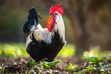 Majestic Rooster Foraging in Sunlit Field