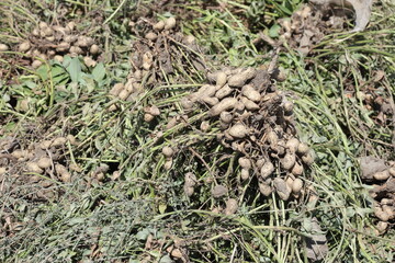 Peanuts await harvesting in a field. Unearthed peanut plants in the field