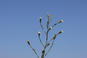 Symphyotrichum subulatum (formerly Aster subulatus), commonly known as eastern annual saltmarsh aster 