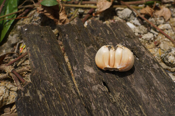 Close-up of fresh garlic cloves resting on a wooden surface outdoors