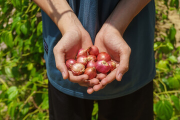 A close-up shot of a person holding freshly harvested red onions in their hands, symbolizing organic farming, gardening, and healthy food production
