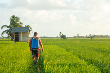 Farmer Spraying Fertilizer in Lush Green Rice Field