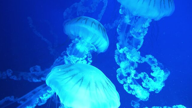 Slow Motion Medusas swims underwater. Jellyfishes swims in aquarium. Beautiful jellyfish swim in aquarium under different colors of lights