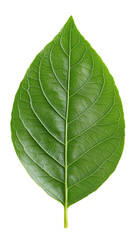 Green leaf with detailed veins and vibrant texture, showcasing natural patterns. The close-up reveals intricate vein structure across the leaf surface. Isolated on transparent background, png.