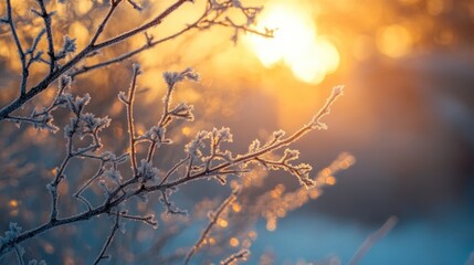 Obraz premium Winter Wonderland: Frosty Branches Bathed in Golden Sunset