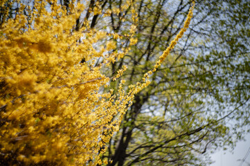 Street shots of flowering trees in bloom